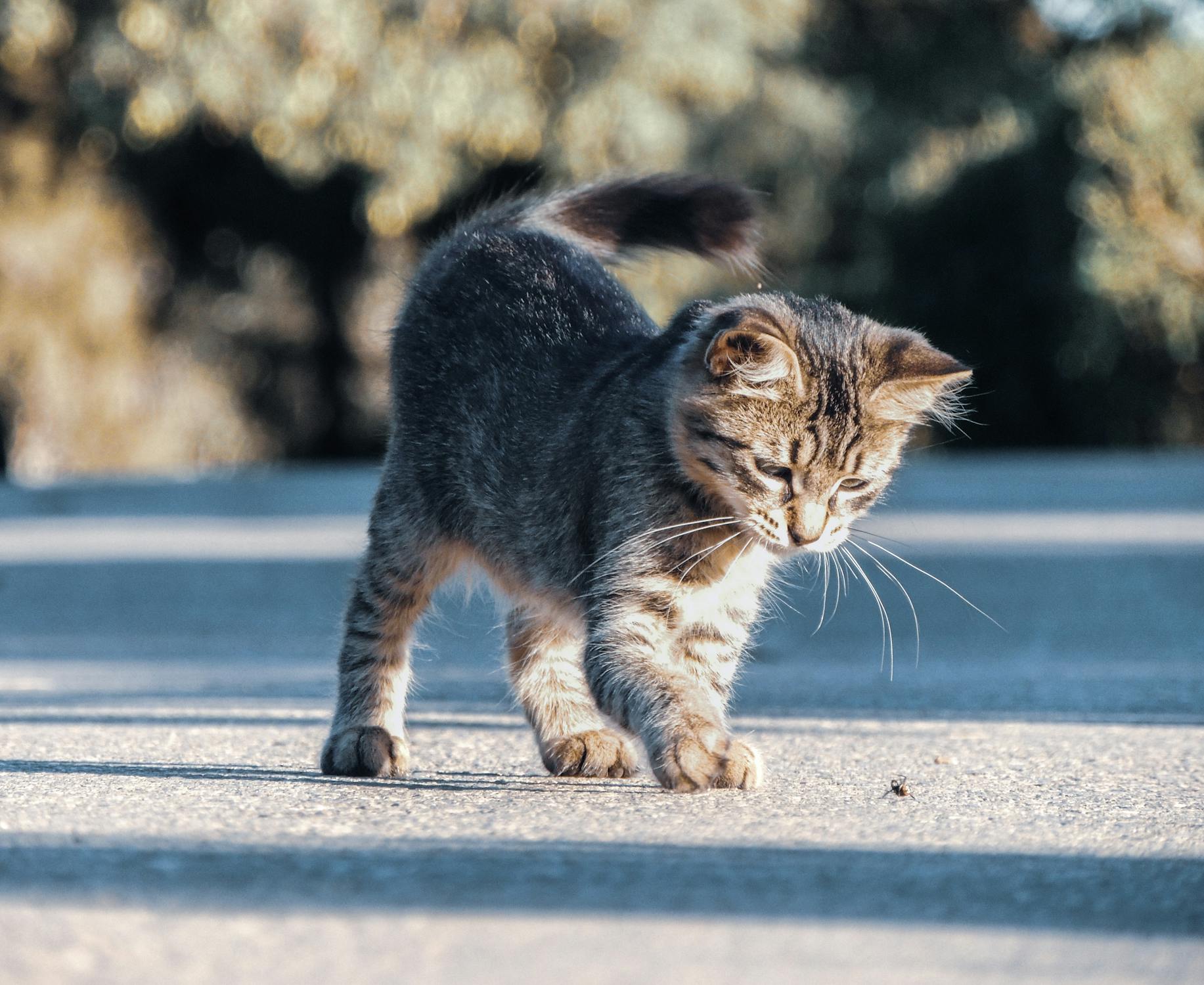 Le secret pour (bien) jouer avec son chat — Julien DROT (cccjuliend), comportementaliste pour chat.
