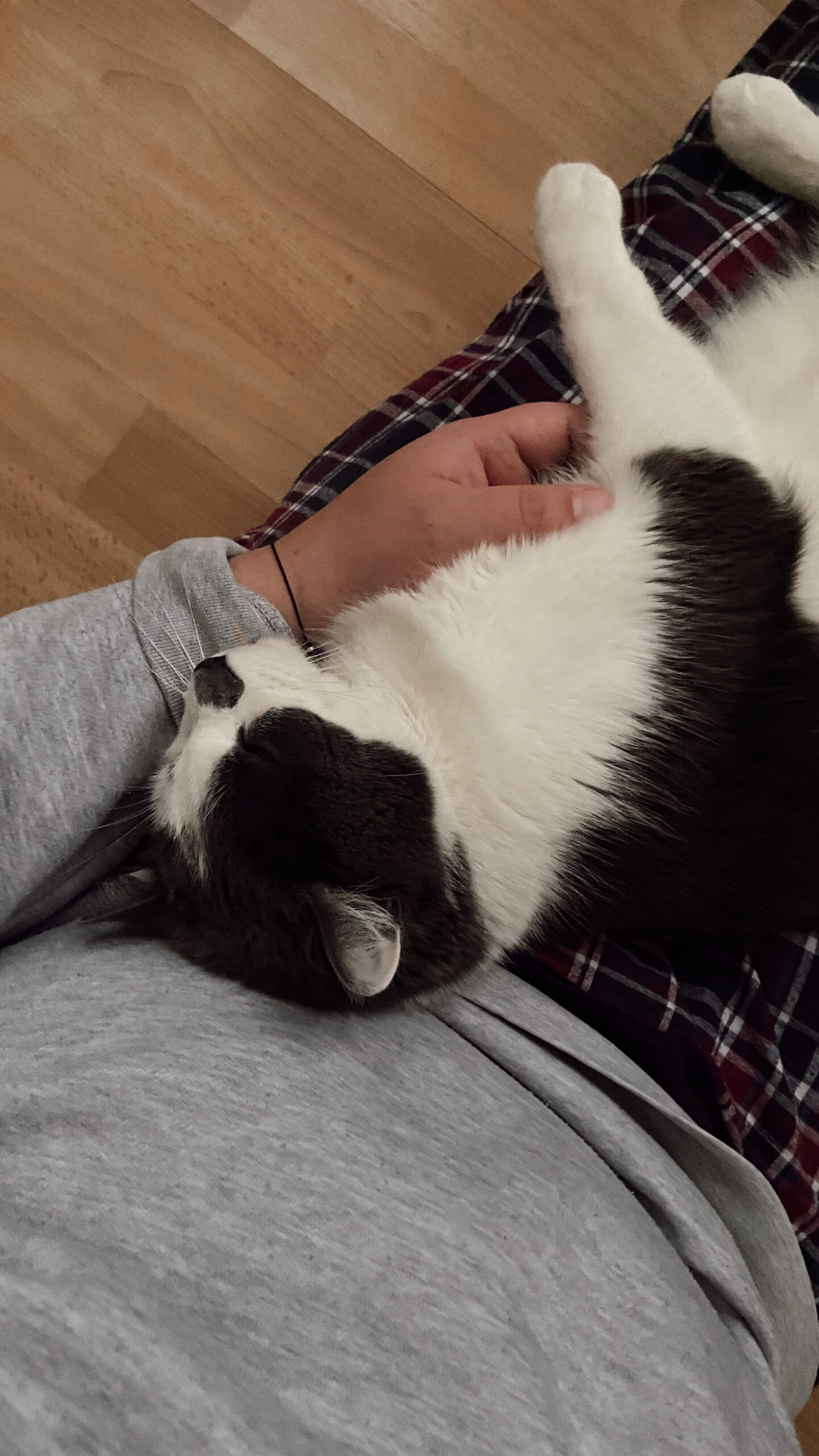 Gustav & Julien moment câlin - Cat-sitter et comportementaliste pour chat à Lille - @cccjuliend